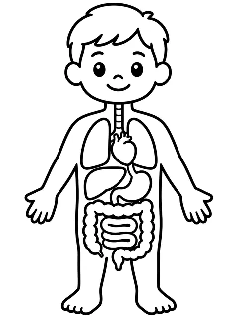 Easy Simple body outline with main organs coloring page