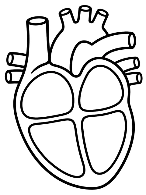 Easy Heart outline with four chambers coloring page