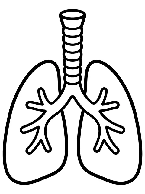 Easy Lungs and windpipe coloring page