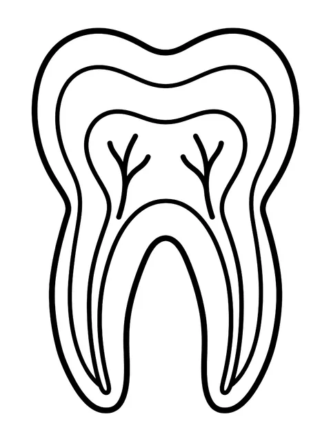 Easy Tooth cross-section coloring page