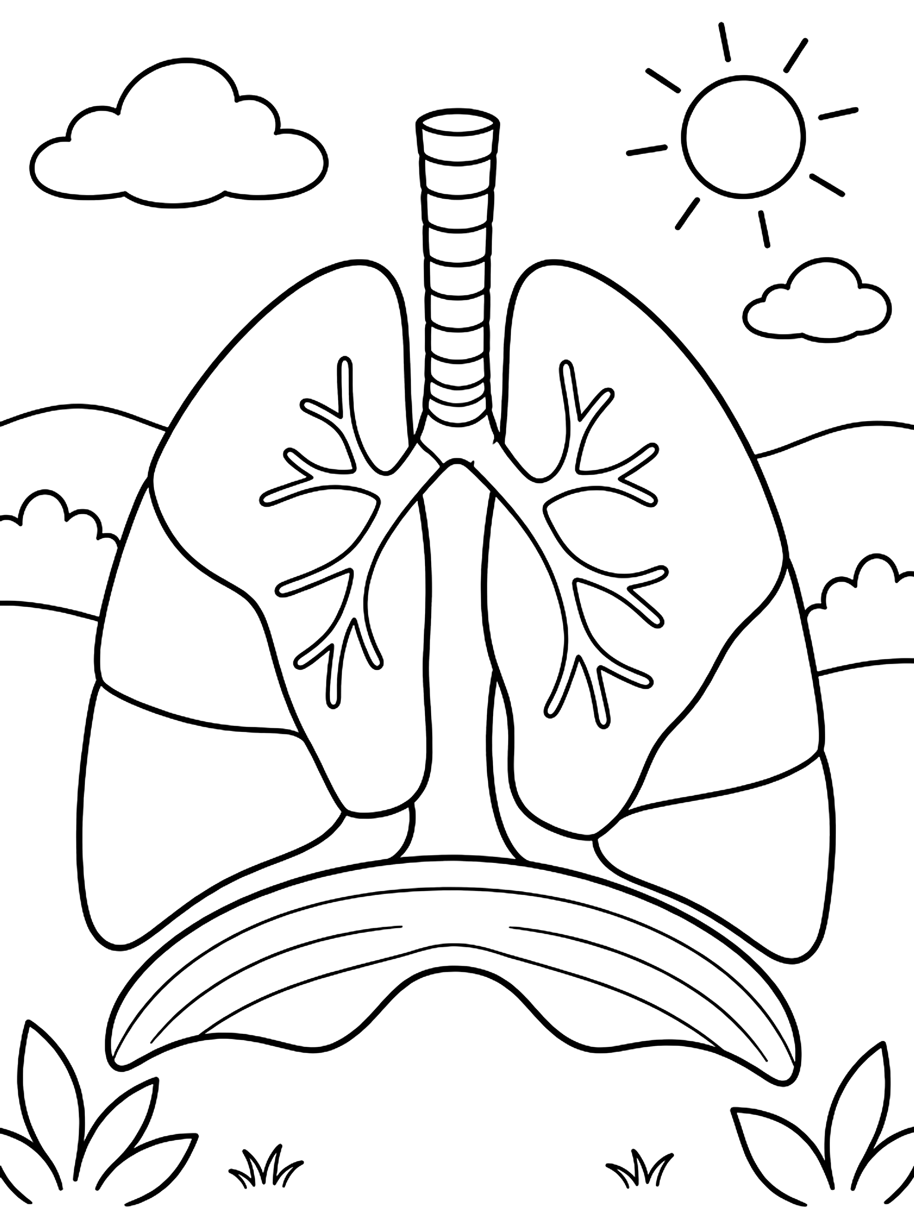 Lungs with lobes and diaphragm coloring page