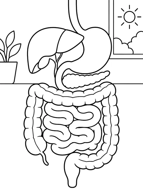 Digestive system coloring page