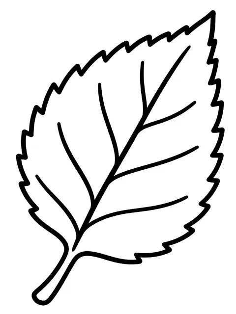 Easy Birch leaf with veins coloring page