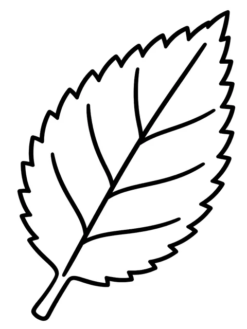 Easy Elm leaf with a toothed edge coloring page