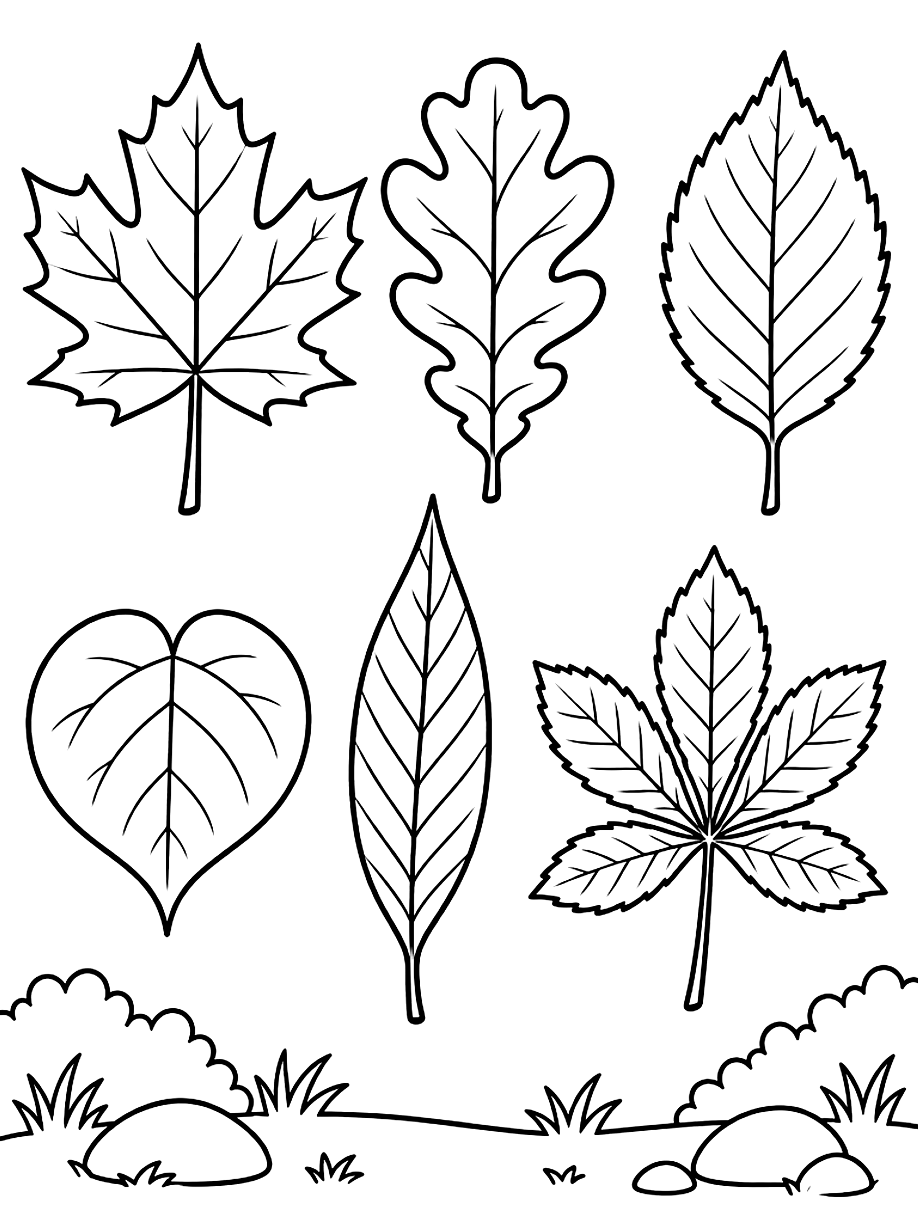 Sheet of labeled leaf shapes coloring page