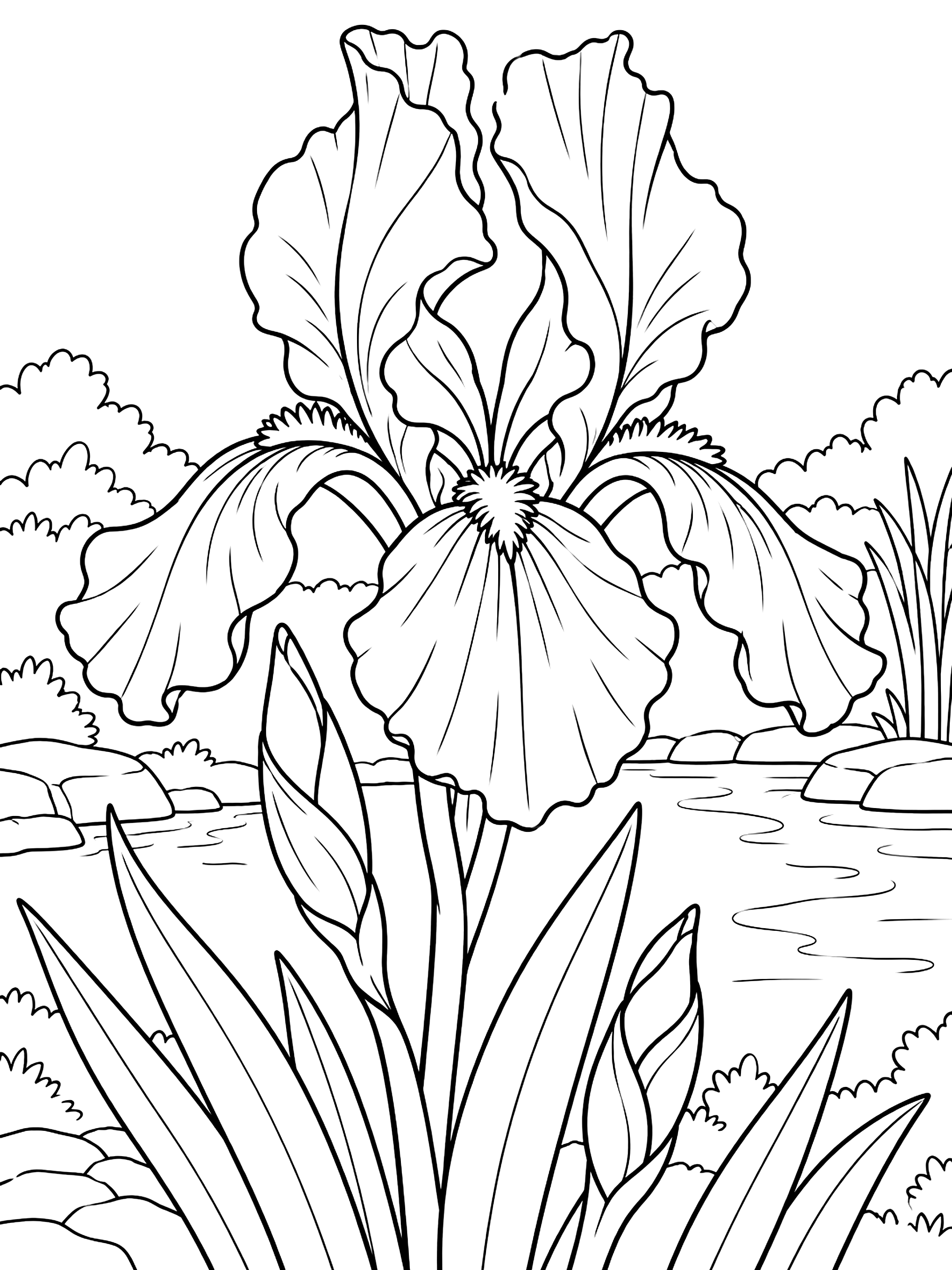 Iris coloring page