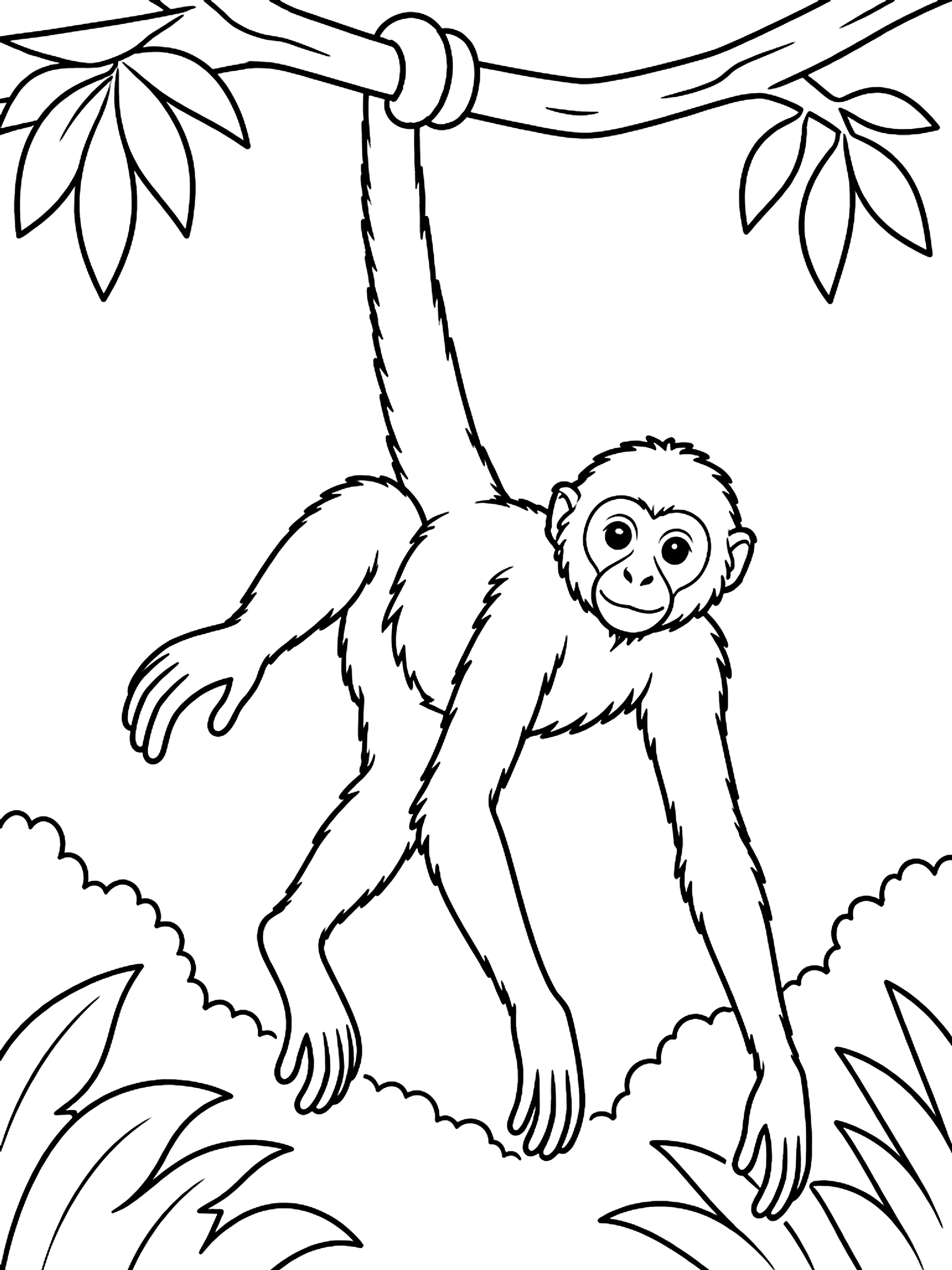 Spider monkey hanging by its tail coloring page