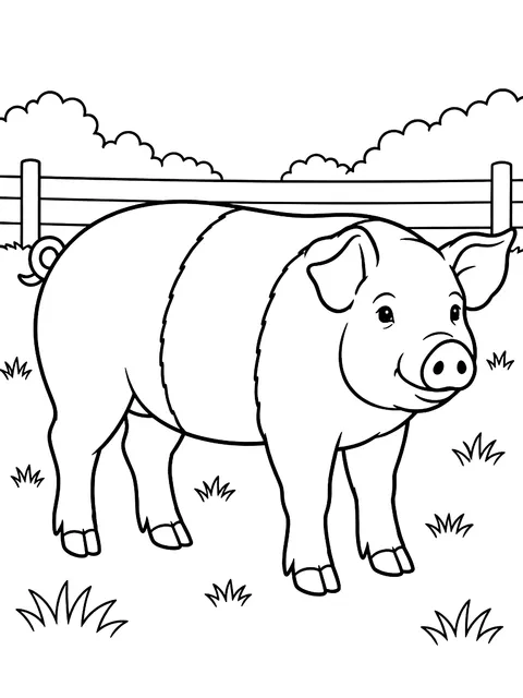 Belted Hampshire pig coloring page