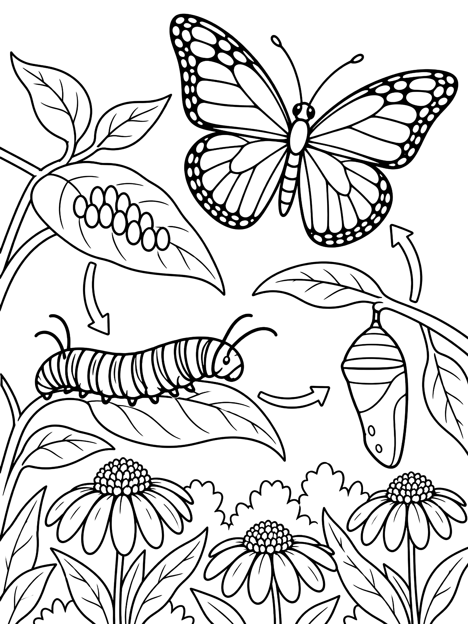 Butterfly life cycle coloring page