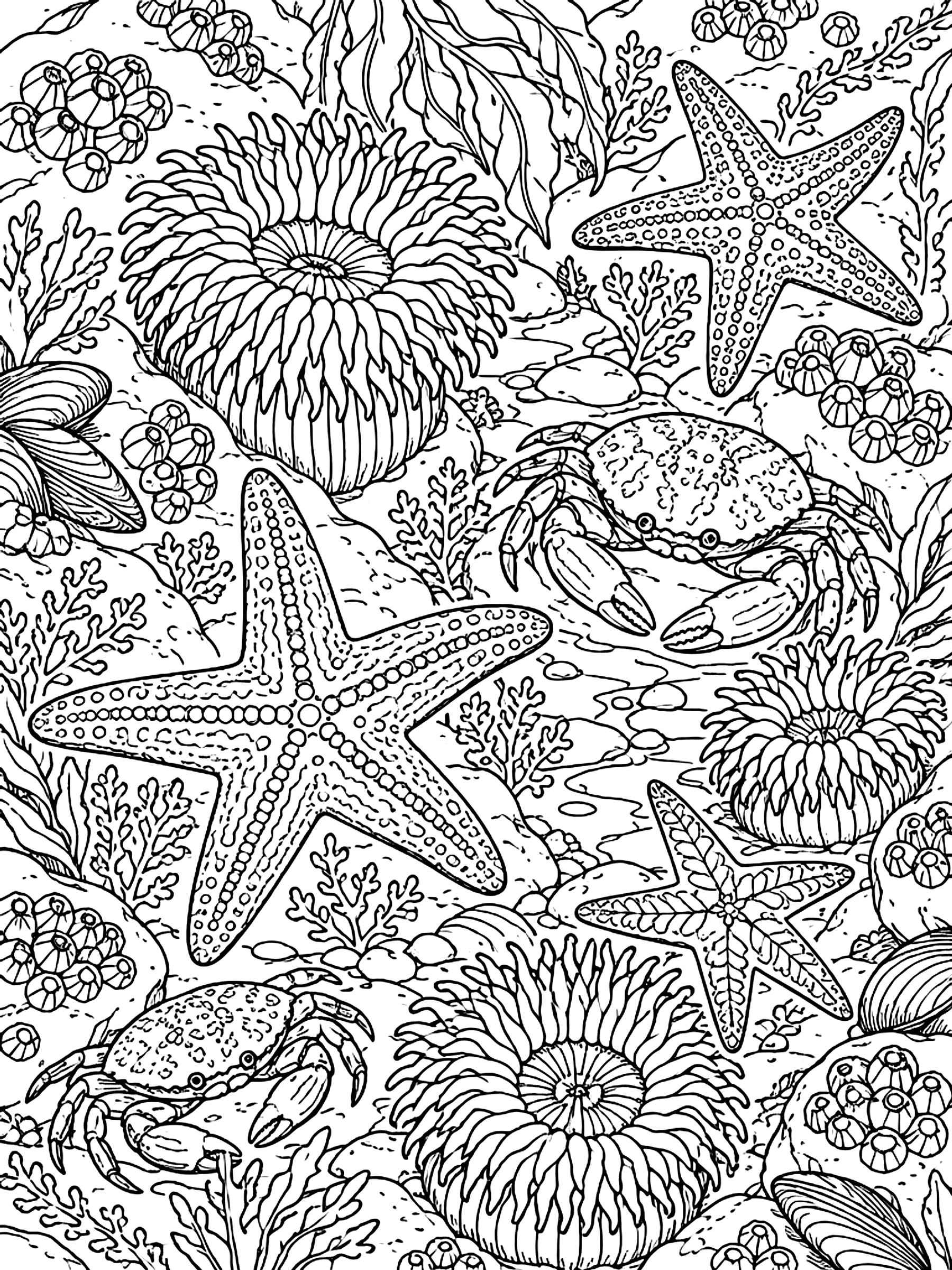 Detailed Tide pool with sea stars, anemones and crabs coloring page