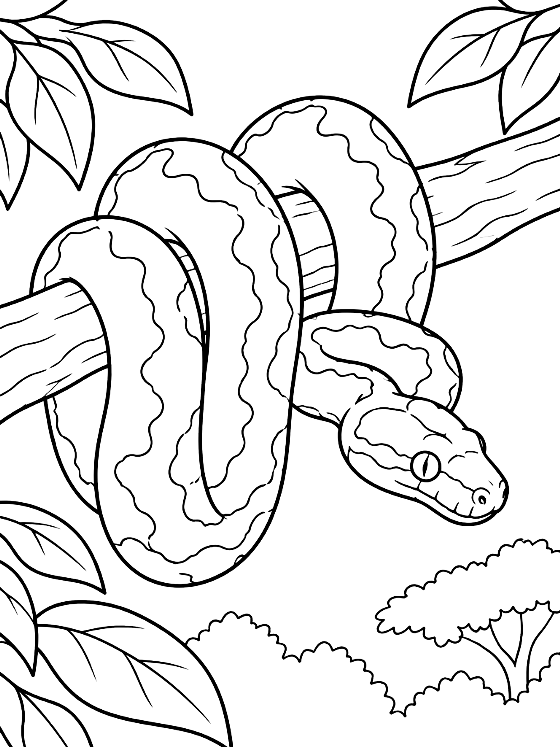 Green tree python looped over a branch coloring page