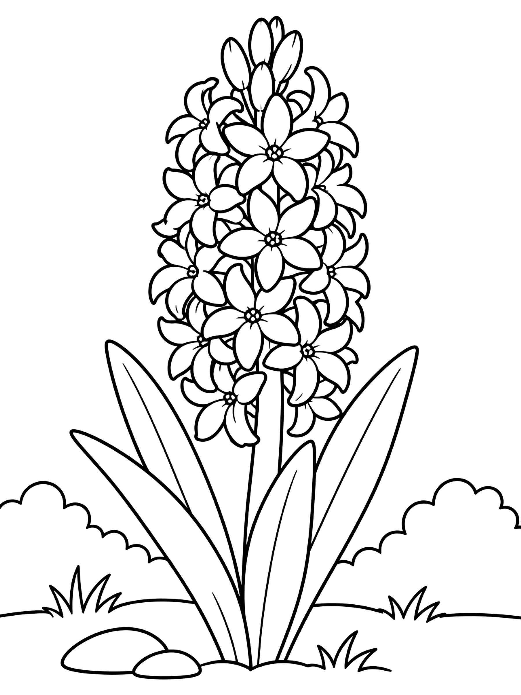 Hyacinth spike coloring page