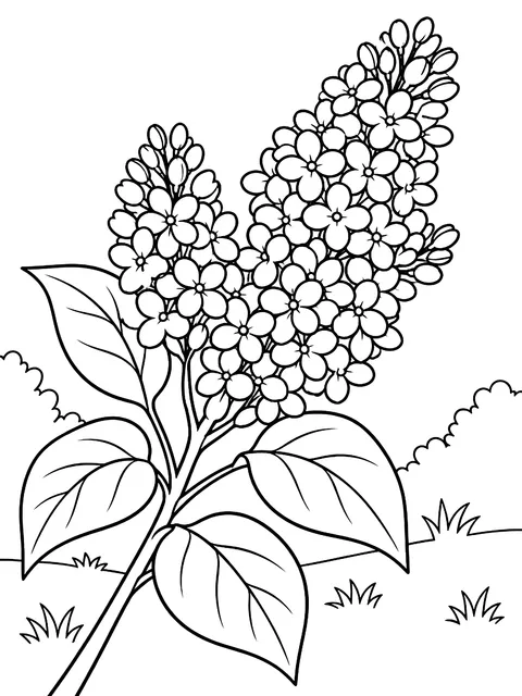 Lilac branch coloring page